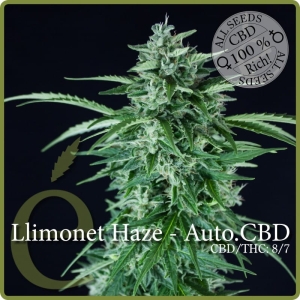 Llimonet Haze Auto CBD od Elite Seeds nasiona marihuany