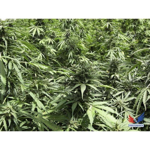 Afghan Express