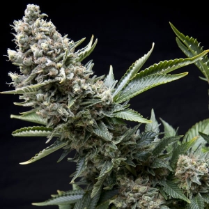New York City od Pyramid Seeds nasiona marihuany