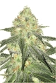 Sour Diesel auto