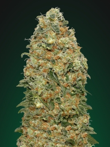 White Widow od 00 Seeds Bank nasiona marihuany