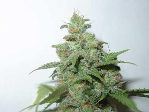 Caramella Auto