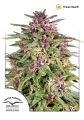 Frisian Dew
