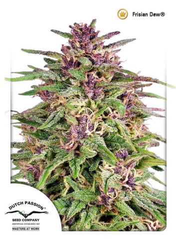 Frisian Dew