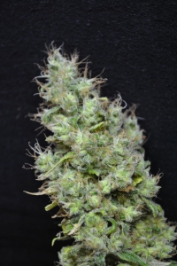 CBD Skunk Haze od CBD Crew nasiona marihuany