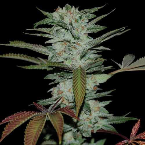 Sour Kush
