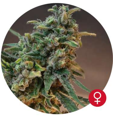 White Widow