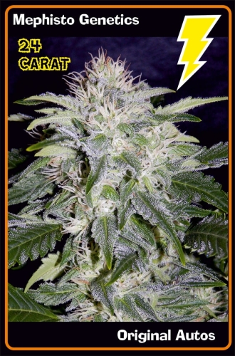 24 Carat Auto