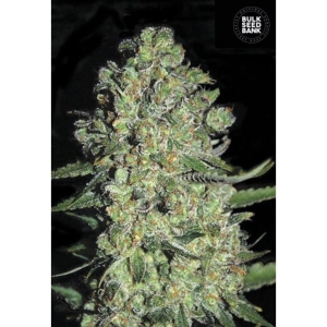 Auto Chronical od Bulk Seed Bank nasiona marihuany