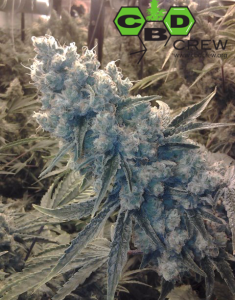 CBD Shark (SharkShock) od CBD Crew nasiona marihuany