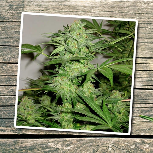 Auto Northern Lights
