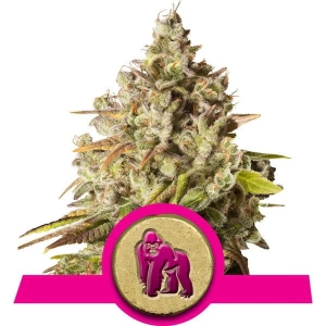 Royal Gorilla od Royal Queen Seeds nasiona marihuany