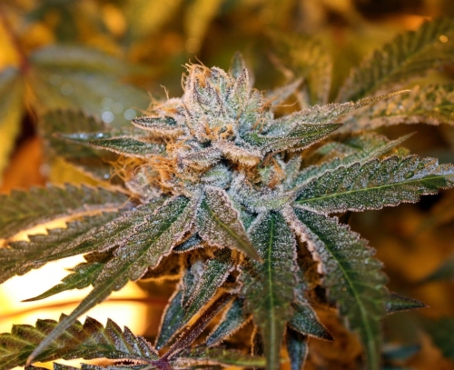 Boulder Bubblegum
