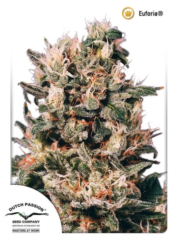 Euforia ®
