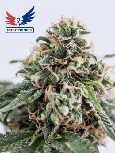 CBD+ 1:20