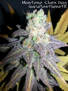 Montana Chem Dog od Biological Seeds nasiona marihuany