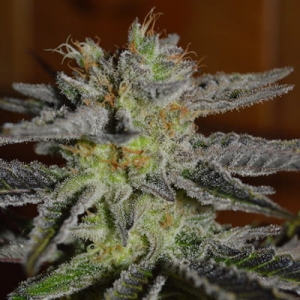 Double Black od G13 Labs nasiona marihuany