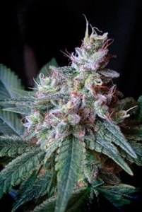 Cream Caramel Fast Version od Sweet Seeds nasiona marihuany