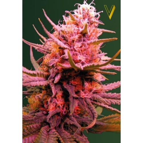 Auto Somango