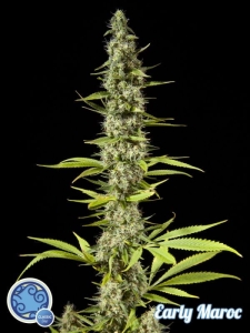 Early Maroc od Philosopher Seeds nasiona marihuany