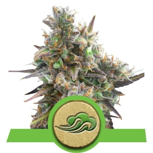 Royal Bluematic Auto od Royal Queen Seeds nasiona marihuany