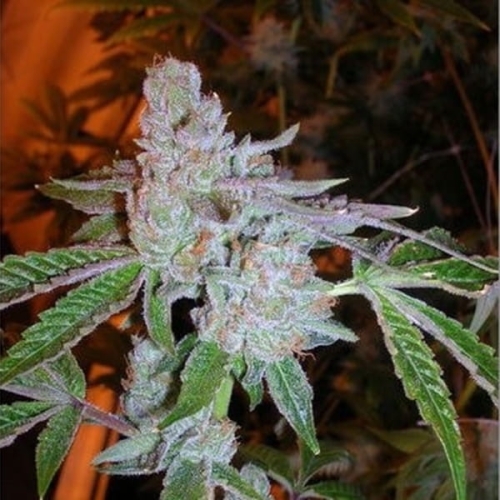 Buddha Tahoe OG