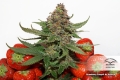 Strawberry Cough ®