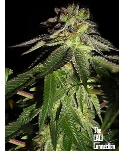 818 Headband Aka Sour OG