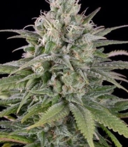 Tugy D Diesel Auto od Amaranta Seeds nasiona marihuany