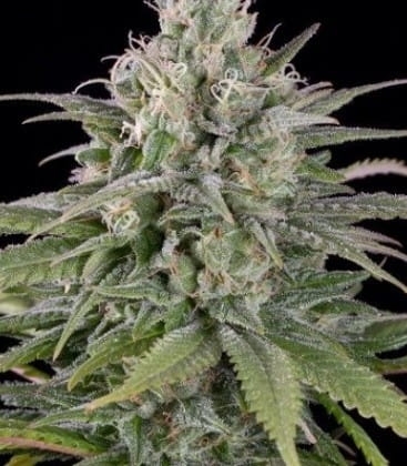 Tugy D Diesel Auto