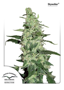 Skywalker od Dutch Passion nasiona marihuany