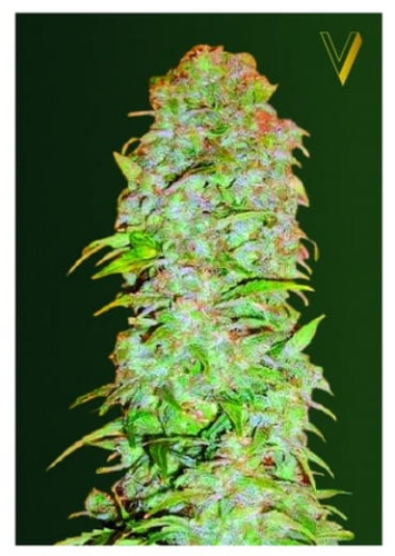 Auto AK-47 