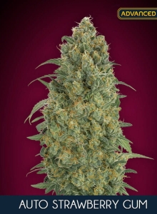 Auto Strawberry Gum od Advanced Seeds nasiona marihuany