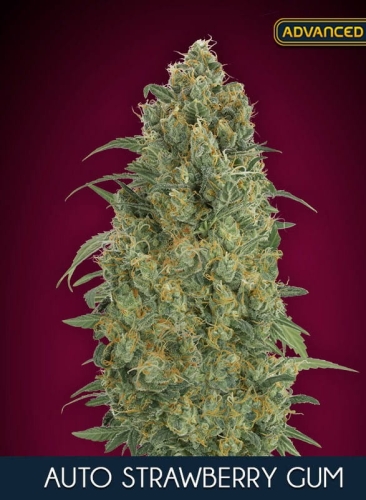 Auto Strawberry Gum