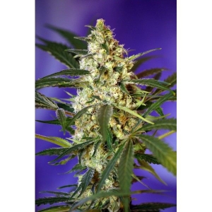 Fast Bud #2 Auto od Sweet Seeds nasiona marihuany