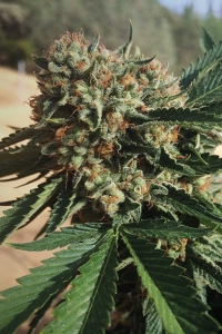 Sapphire OG od Humboldt Seeds nasiona marihuany