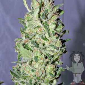 Chiesel od Big Buddha Seeds nasiona marihuany