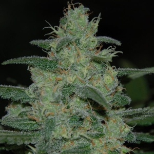 Pure Kush od Original Sensible Seeds nasiona marihuany