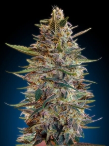 Auto Blue Diesel od Advanced Seeds nasiona marihuany