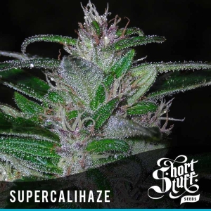 Auto Super Cali Haze od Short Stuff Seedbank nasiona marihuany