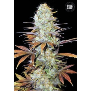 Sunmango od Bulk Seed Bank nasiona marihuany