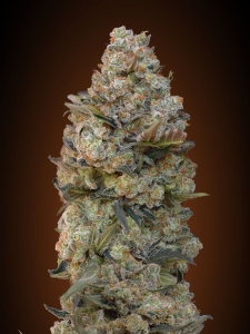 Female Collection #1 od 00 Seeds Bank nasiona marihuany