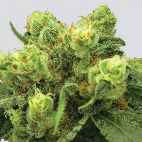 Pre-99 Big Bud