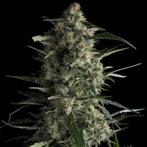 Galaxy od Pyramid Seeds nasiona marihuany