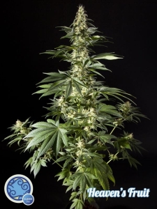 Heaven's Fruit od Philosopher Seeds nasiona marihuany