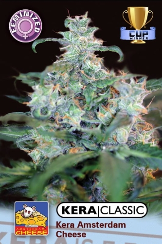  Amsterdam Cheese