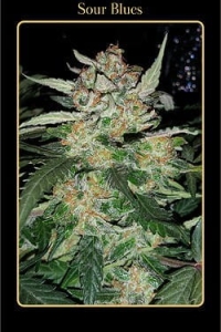 Sour Blues Auto od Mephisto Genetics nasiona marihuany