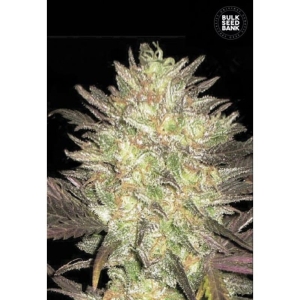 Auto Lavender Best od Bulk Seed Bank nasiona marihuany