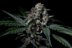 Negra 44 od R-Kiem Seeds nasiona marihuany