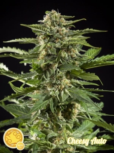 Cheesy Auto od Philosopher Seeds nasiona marihuany